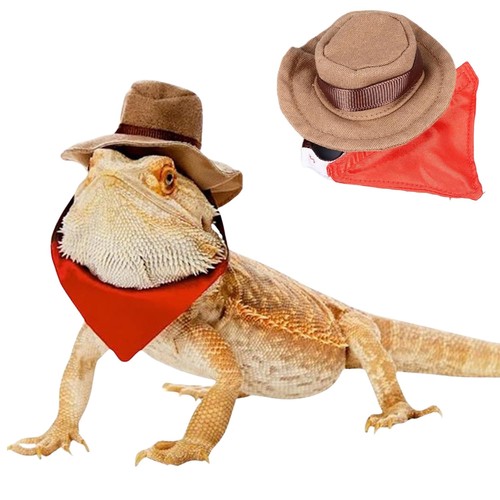 Bearded dragon cowboy costume - dragon,
