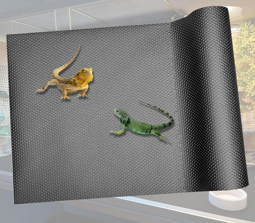Reptile carpet bearded dragon - reptile,